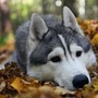 Профиль