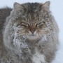 Аватар пользователя Вера Апарина
